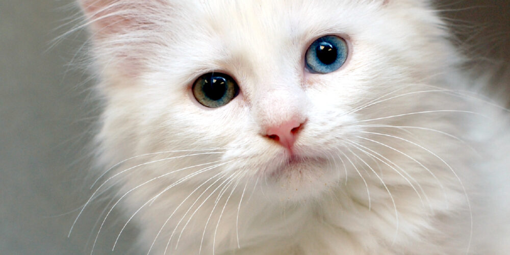 blog_kitten