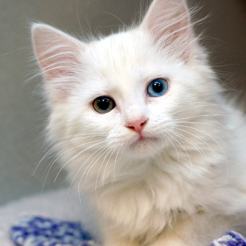 Bringing home a new kitten is such an exciting time, and it's important to stay up to date on their veterinary care. Age-appropriate vaccinations, preventative care, and spaying/neutering are crucial to ensure your cat is happy and healthy in your home.