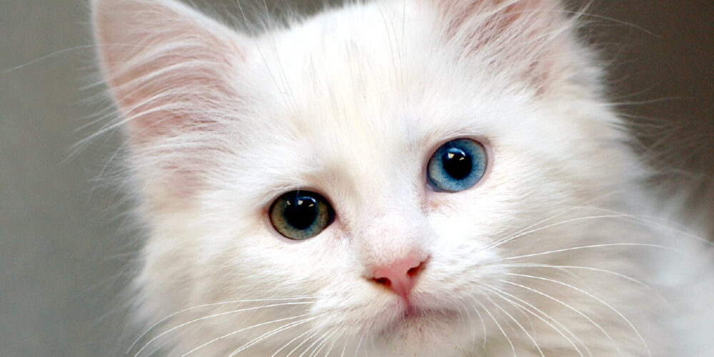 blog_kitten