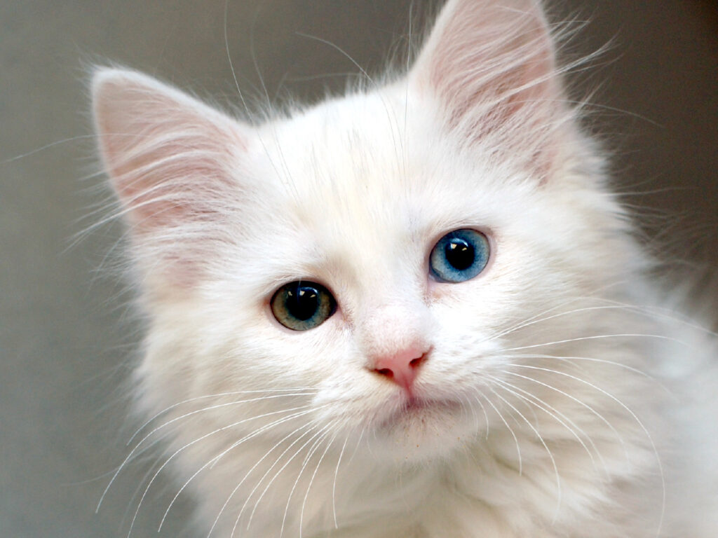 Bringing home a new kitten is such an exciting time, and it's important to stay up to date on their veterinary care. Age-appropriate vaccinations, preventative care, and spaying/neutering are crucial to ensure your cat is happy and healthy in your home.