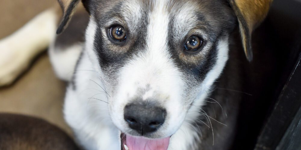 blog_puppy