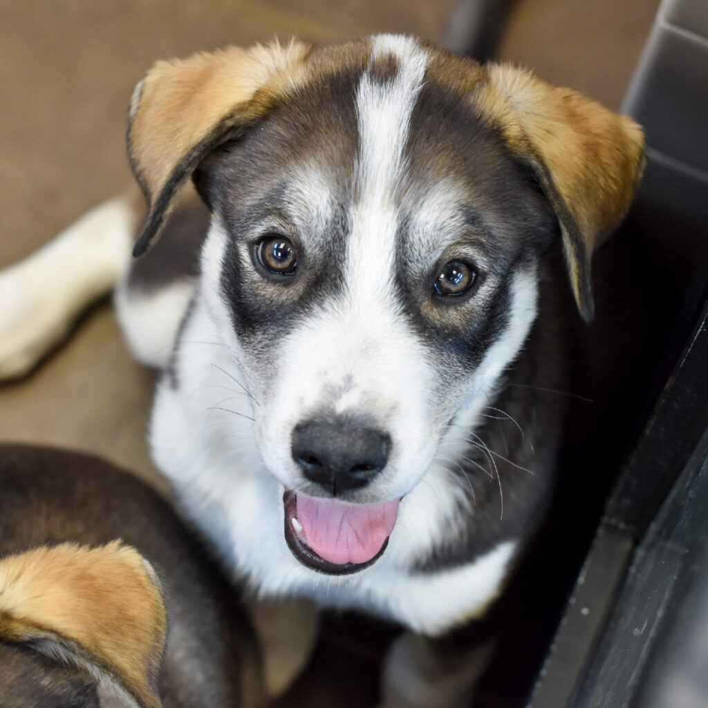 Bringing home a new puppy is such an exciting time, and it's important to stay up to date on their veterinary care. Age-appropriate vaccinations, preventative care, and spaying/neutering are crucial to ensure your dog is happy and healthy in your home.