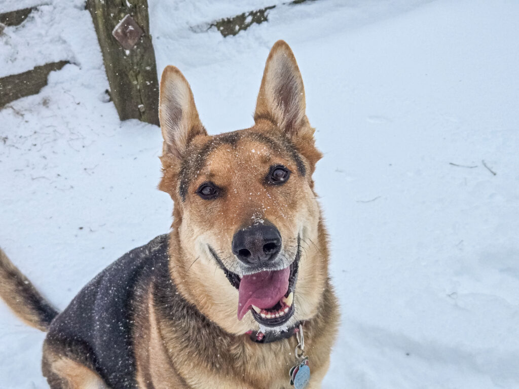 Cold-Weather Tips for Pets