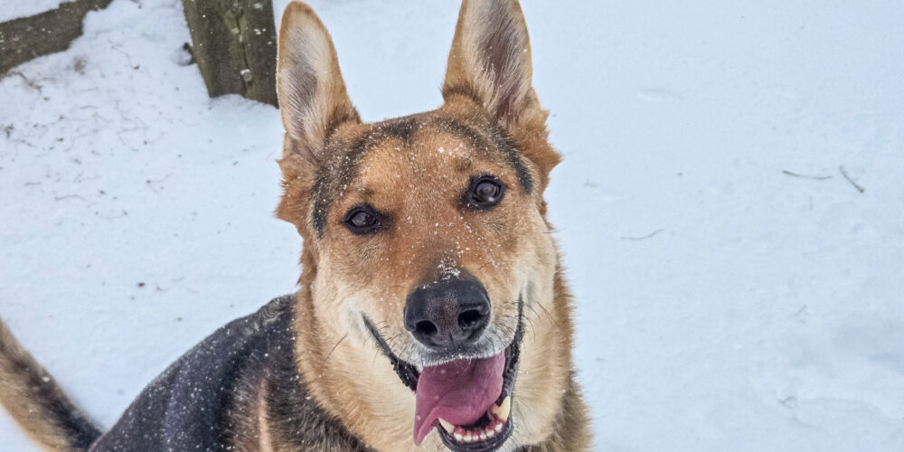 snow junie (8 of 14)