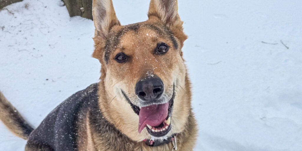 Cold-Weather Tips for Pets