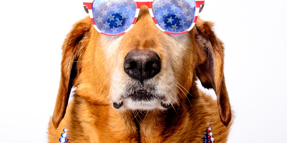 patriotic dog wearing red white and blue sunglasses