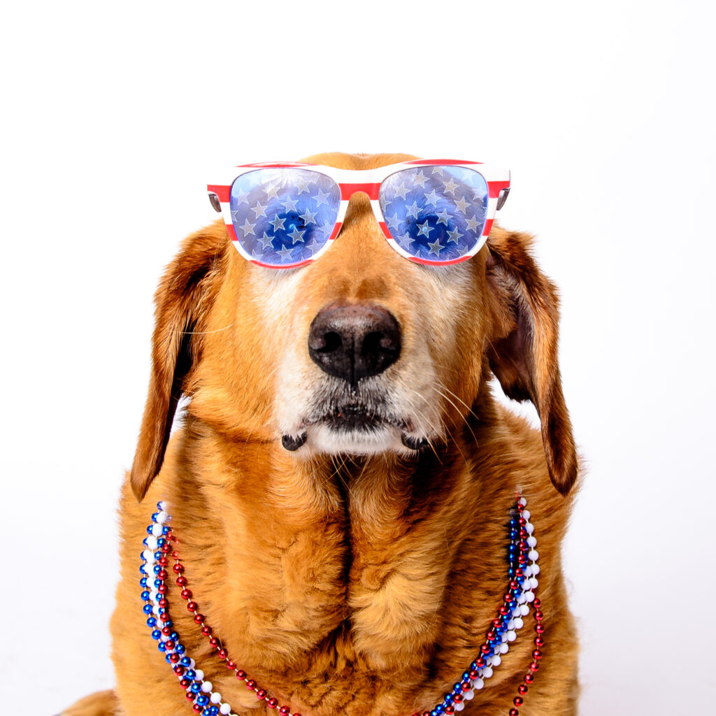 patriotic dog wearing red white and blue sunglasses