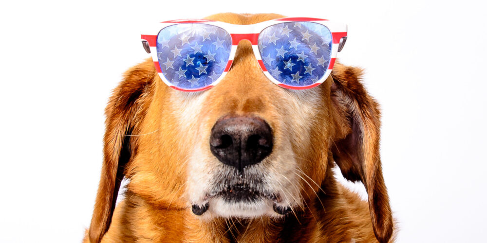 patriotic dog wearing red white and blue sunglasses