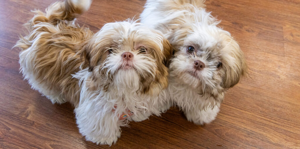 Bringing home a new puppy is such an exciting time, and it's important to stay up to date on their veterinary care. Age-appropriate vaccinations, preventative care, and spaying/neutering are crucial to ensure your dog is happy and healthy in your home.